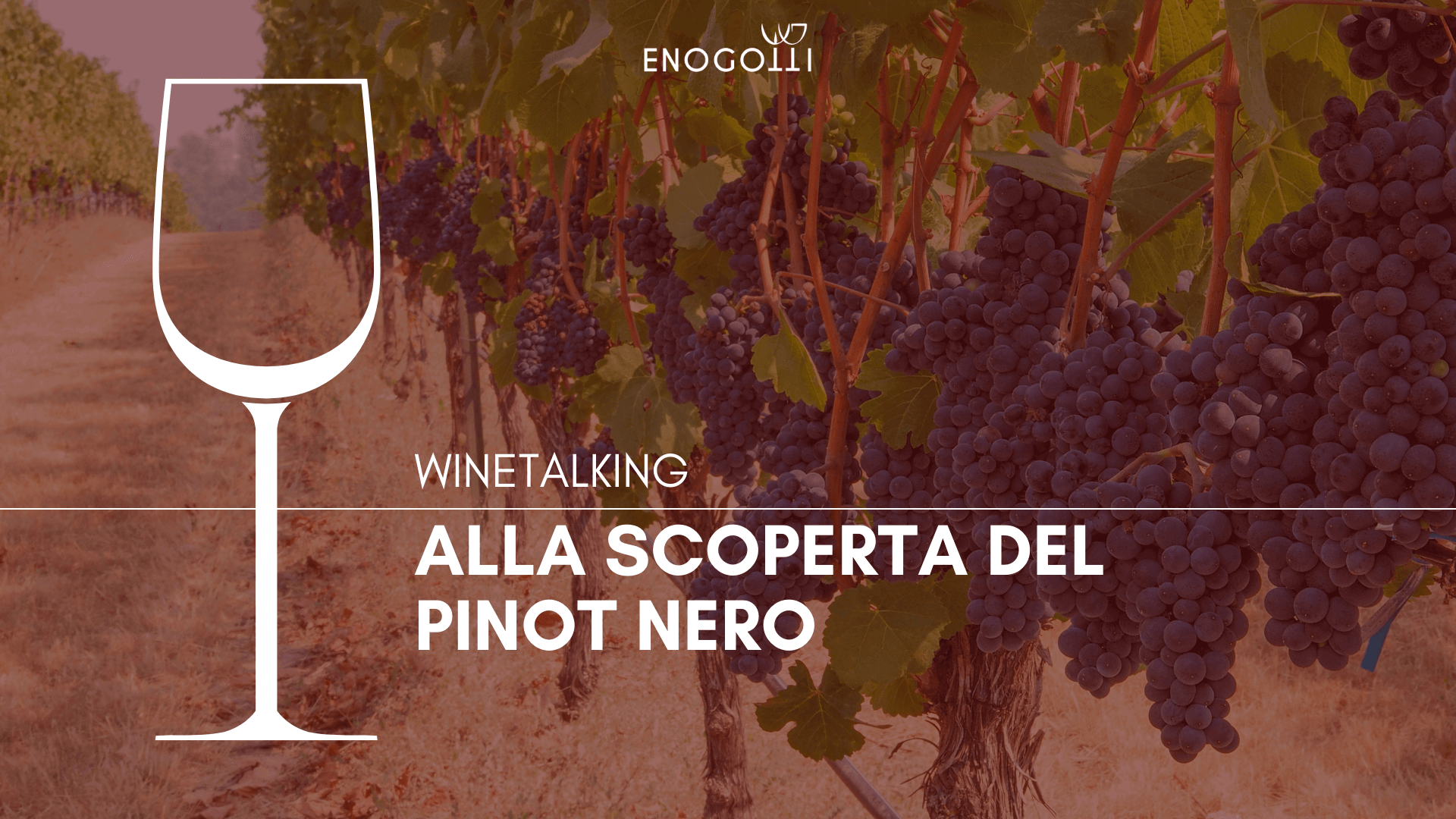 alla scoperta del pinot nero enogotti blog