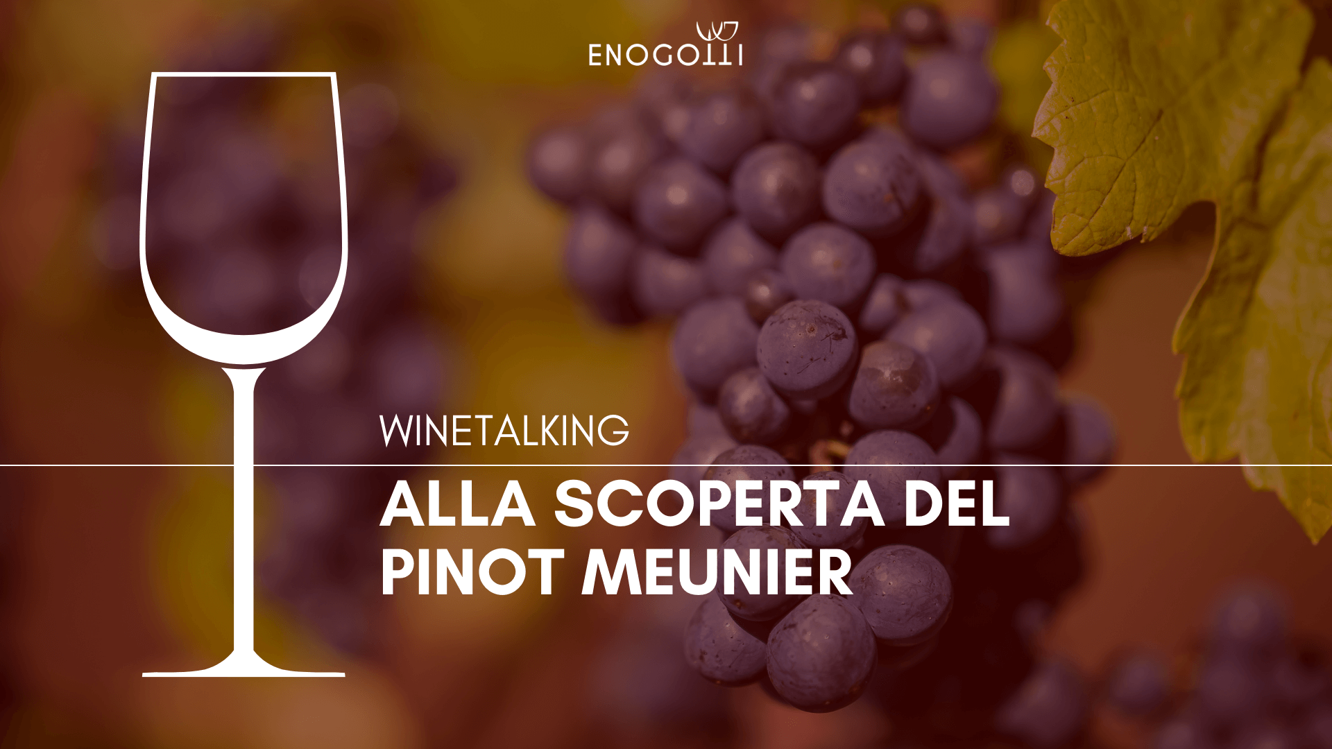 enogotti_alla scoperta del pinot meunier